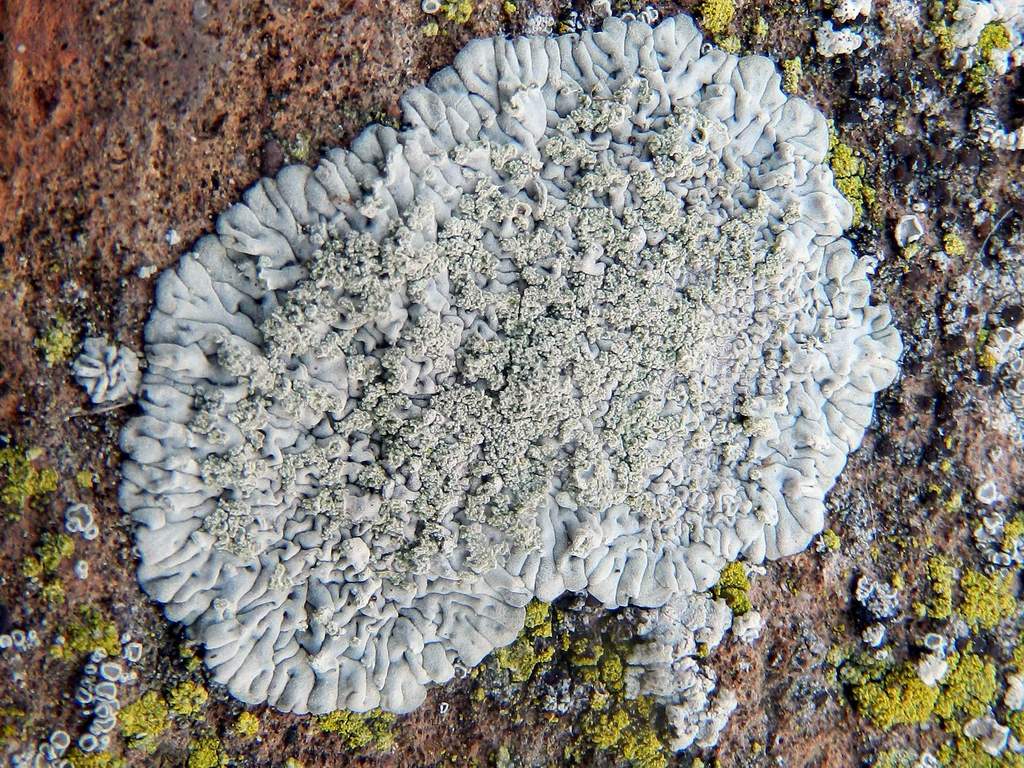 Lichene da identificare